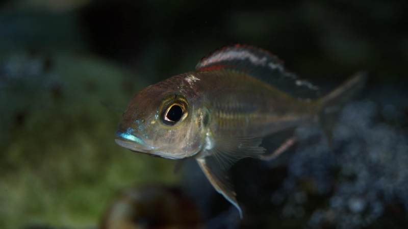 Callochromis pleurospilus 'Ujiji'